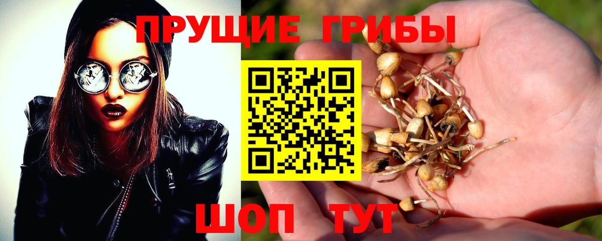 Псилоцибиновые грибы прущие грибы Россия